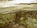 Loc dolmen de Kerlud 050.JPG
